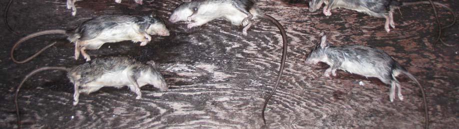 In early April, it was discovered that for the first time since 2005, Black Rats (Rattus rattus) were able to colonize Nonsuch Island, most likely by swimming over from Coopers Island, which is
