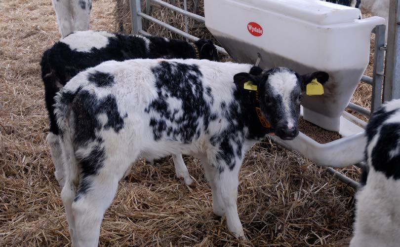 Providing a quality calf starter feed from the moment the calves arrive in the rearing unit is essential to stimulate rumen development, resulting in good growth rates and successful weaning.