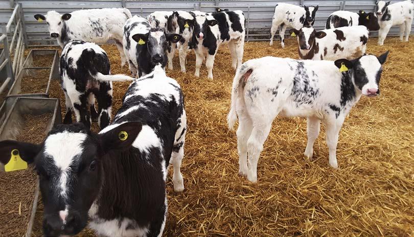 Introducing starter feeds and forages Weaning management Good management at weaning is key to maintaining fast growth rates and minimising disease.