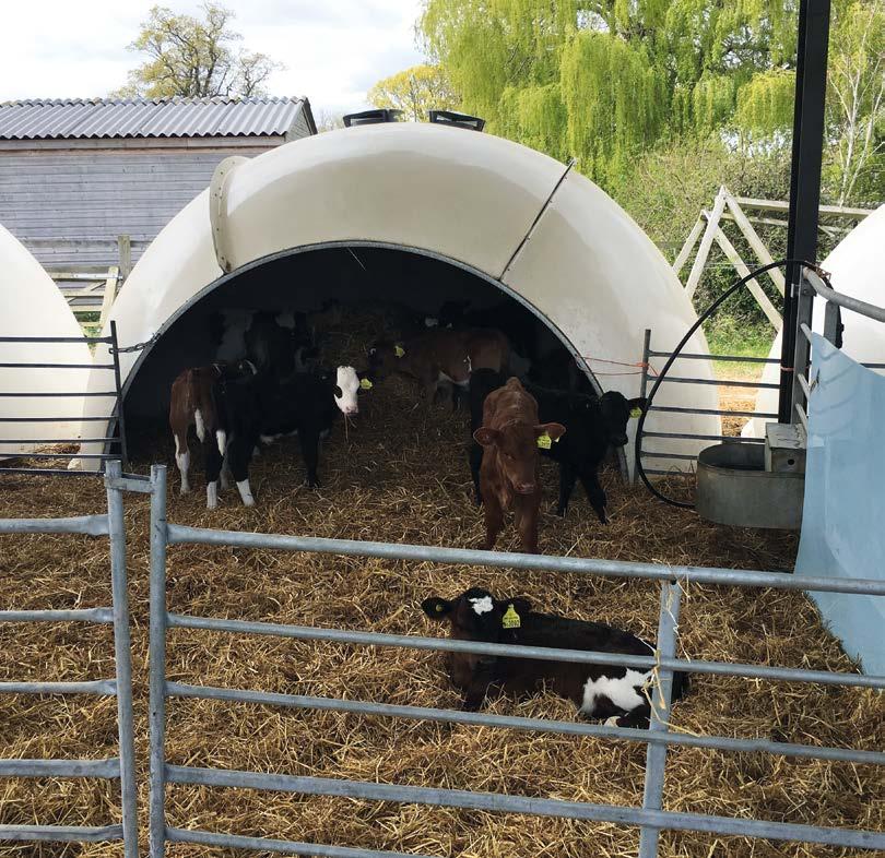 Environment and housing Calf hutches are a good way to house calves individually or in small groups.