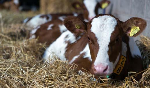 Temperature Extremely cold temperatures will result in reduced growth rates, as calves will use extra energy to keep warm. It is important to watch out for calves shivering or with raised hair.