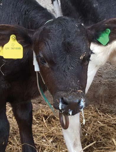Promoting calf health Health has a critical impact on the success of any calf-rearing enterprise.