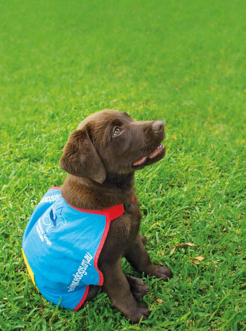 Assistance Dogs Australia PO Box 455, Engadine NSW 2233, Australia Toll Free: 1800 688 364 Fax: 02 9548 3766 Email: