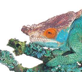 The chameleon can change from yellow to green to