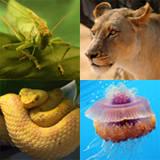 Essential Question: What are the characteristics of invertebrate animals? What are the characteristics of vertebrate animals? Key Concept: The animal kingdom is divided up into 35 phyla.