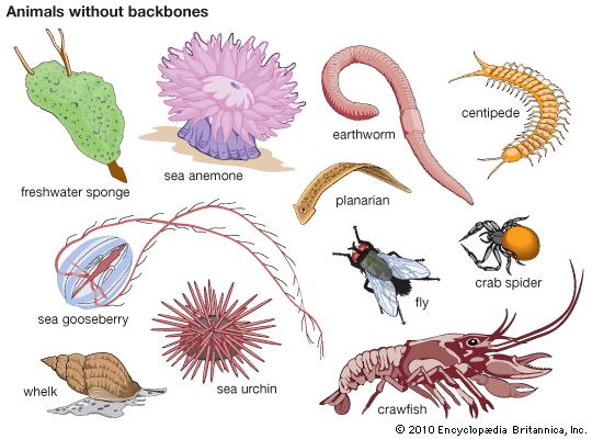 Invertebrates Characteristics Animals that do not have backbones make up 95% of the animal kingdom.
