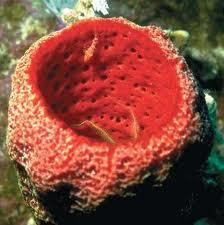 Sponges obtain their food and