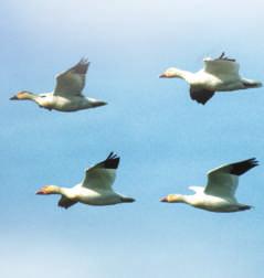 Snow geese migrate in large groups during the winter.