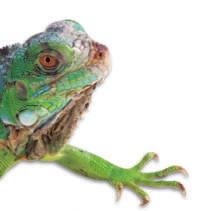 Reptiles, amphibians, fish, birds, and mammals are all vertebrates. Reptiles have lungs. Their skin can be dry and scaly.