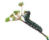 Next the caterpillar eats and grows. It sheds its skin many times. During this stage the caterpillar is called a larva.