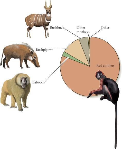 The Chimps are omnivores, they eat everything including eating meat.
