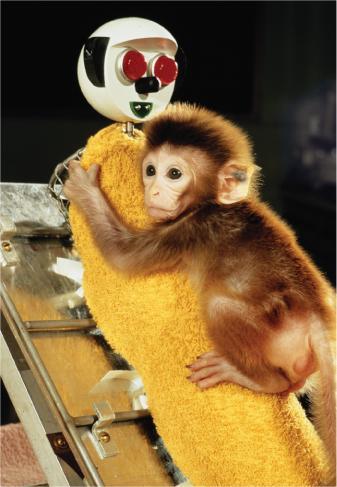 In Harlow s Lab, a Macaque Infant Clings to its Warm, Cloth-Covered