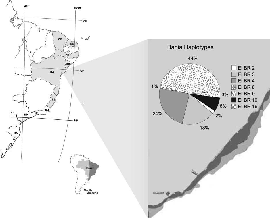 Figure 1. Haplotype frequencies distributed along three nesting sites of E. imbricata in the northeastern Brazilian coast.