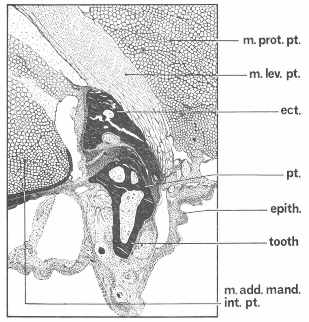 DULLEMEIJER & POVEL, RATTLESNAKES 565 Fig. ia. Microscopic cross-section through the right ectopterygoid-pterygoid articulation in Crotalus viridis helleri, eet., ectopterygoid; epith.