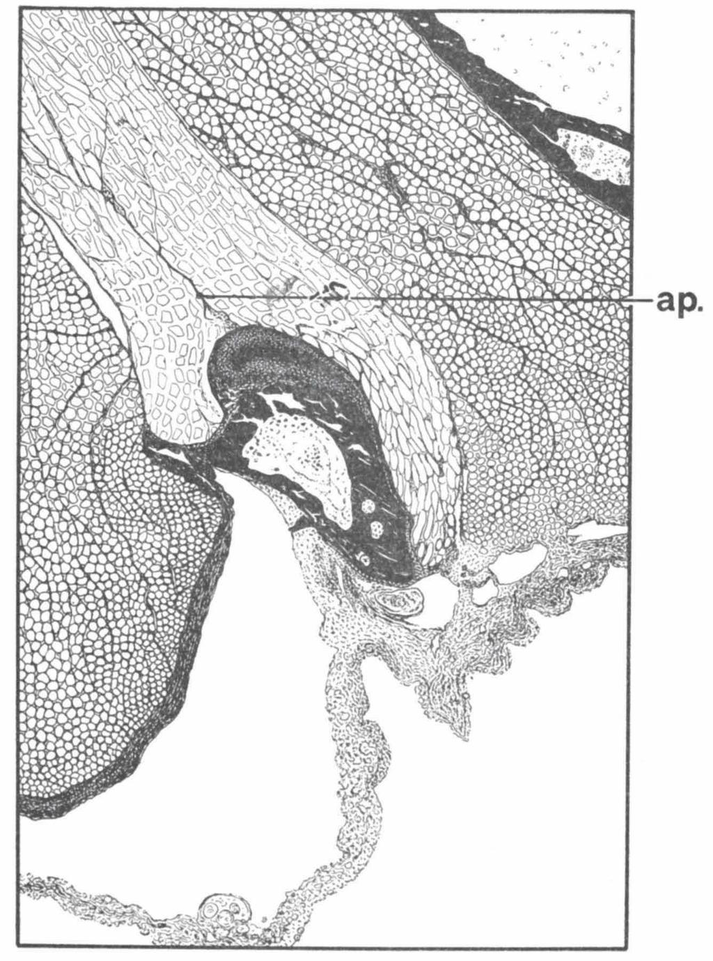 DULLEMEIJER & POVEL, RATTLESNAKES 567 Fig. íe. Microscopic cross-section through the right ectopterygoid-pterygoid articulation in Crotalus viridis helleri. ap., aponeurosis. and the pterygoid.