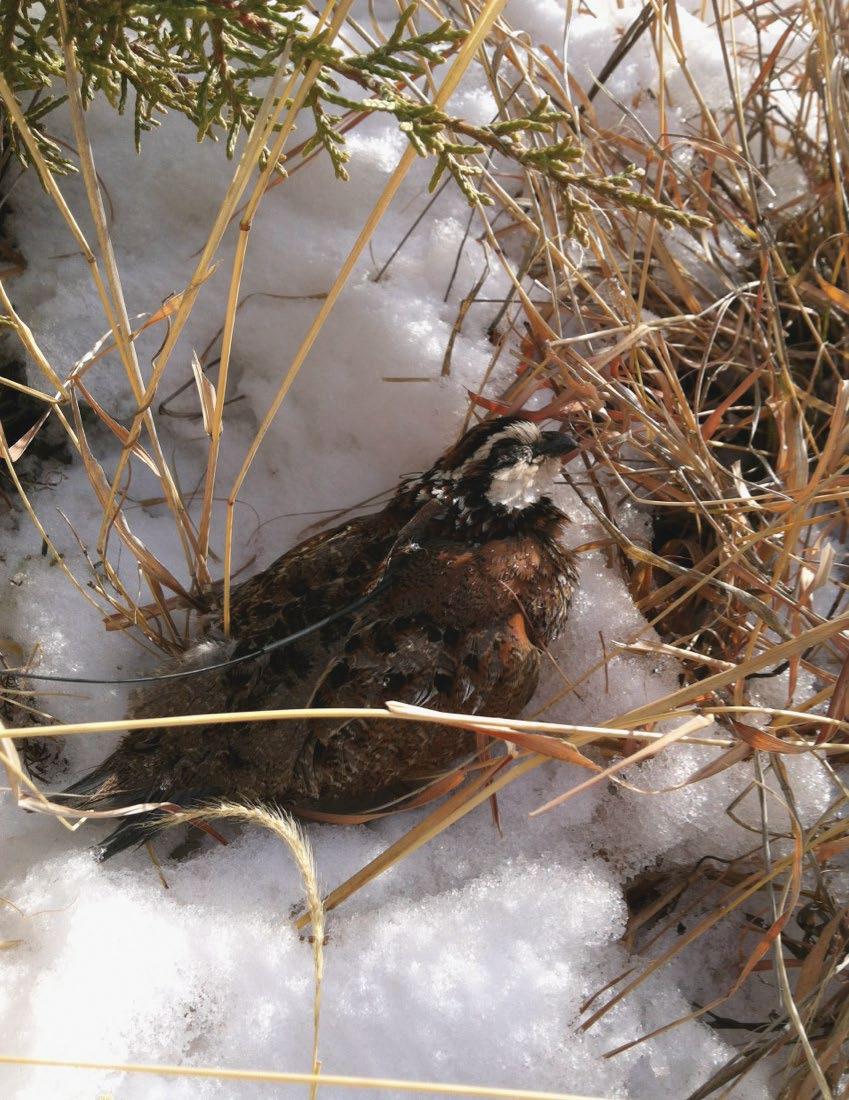 The bird pictured here was found on a No Feed (control) site on the 6666 Ranch after a major snow storm in 2014.
