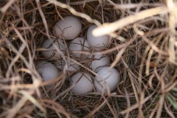 Quail create a small depression in nesting vegetation (i.e. bluestem, yucca). They deposit their clutch of eggs and incubate them for 22-24 days.