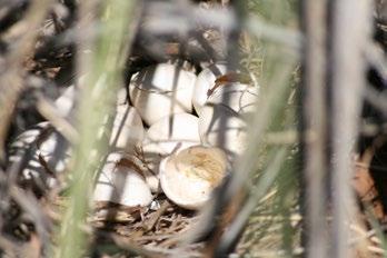 After 24 days of incubation, quail chicks will use an egg tooth (tiny pointed projection on top of their beaks that later falls off) to chip a ring around the top of the egg.