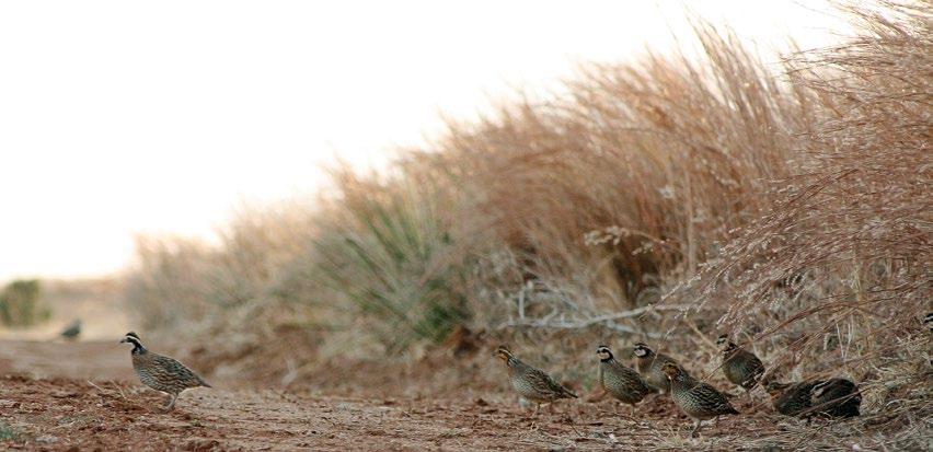 Examining the crops of quail can aid in determining which foods the birds are selecting in their native habitat.