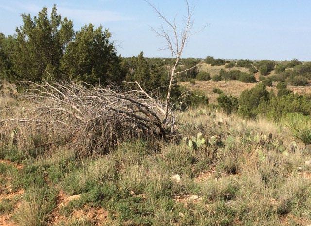 In 2009 the 6666 Ranch reduced juniper stems per acre in an effort to increase native grasses.