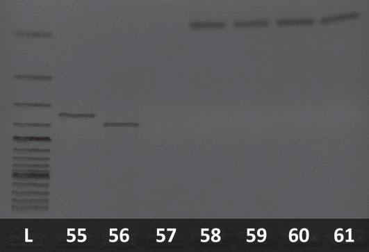 The presence of the meca gene was determined by PCR in 1 (1.33%) bovine isolate of Staphylococcus aureus.