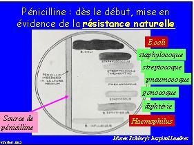 Antimicrobial Resistance Intrinsic resistance = resistance displayed by
