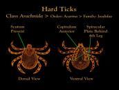 10 One-Host Ticks All stages spent on single animal Eggs hatch in environment Developmental stages All require blood meal Life cycle completed in 3-4 weeks Heavy tick burden possible Host species