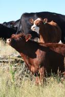 strategies Resistant breeds 17 Recommended Actions IMMEDIATELY notify authorities Federal Area Veterinarian in Charge (AVIC) http://www.aphis.usda.
