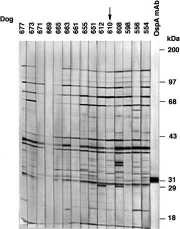 Fig. 1. Western immunoblot of serum from dogs challenged with naturally infected Ixodes scapularis ticks collected in rural LaCrosse, Wisconsin.
