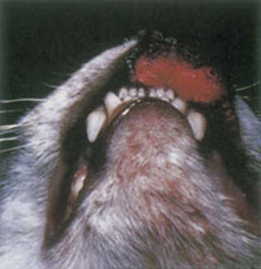 Topic-Cryptococcosis Figure 1. Image of a cat s nose infected with Cryptococcosus.