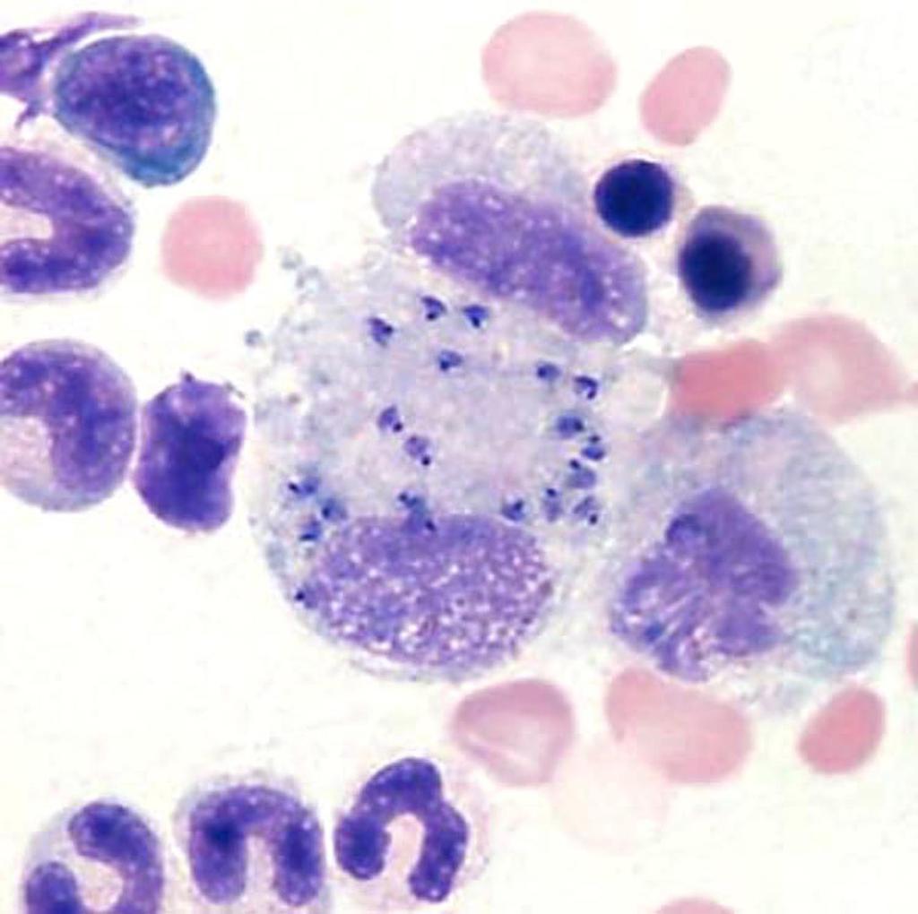 Topic-Leishmaniasis Figure 2. Bone marrow smear (Wright stain) from a dog with leishmaniasis.