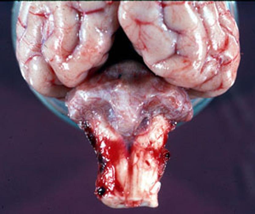 Topic-Neosporosis Figure 2. Dog s brain showing the cerebellar fossa.