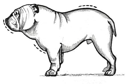 Visible from Front Being more narrow in the rear, when the Bulldog is viewed from