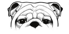FAULTY EYES Slanted Eyes Droopy Eyes The proper Bulldog, with short wide set front legs and longer narrow set rear legs, has a peculiar gait that results in a side to side motion or "roll".