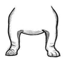A vertical rectangle between the front legs indicates a front