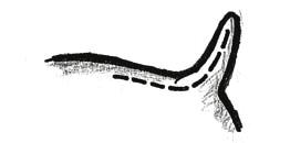corner of the eye to the corner of the mouth. Two types of tail are desired in the Standard, each is short, hung low, heading downward with thick root and fine tip.