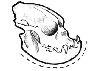 Chops or Flews BITE-JAWS The jaws should be massive, very broad, square and undershot, the lower jaw projecting