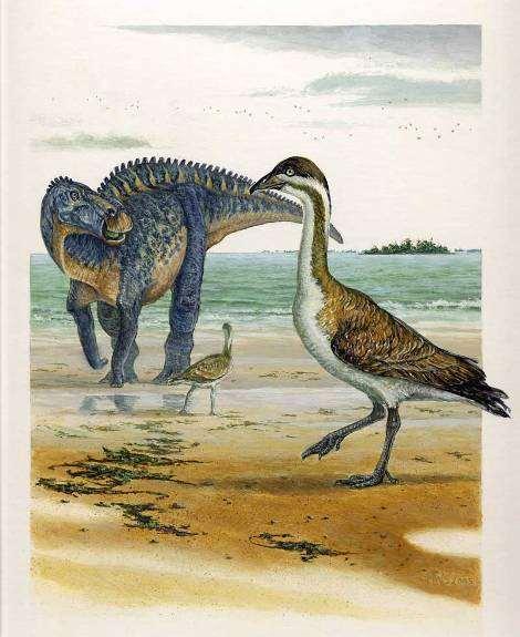 Michael Skrepnick Antarctic Cretaceous dinosaurs Dinosauria Ornithischia Thyreophora Ankylosauria Antarctopelta oliveroi Ornithopoda Morrosaurus antarcticus Trinisaura
