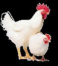 POULTRY CARE - PLEASE READ GENERAL MANAGEMENT RECOMMENDATIONS How you start and grow your baby chicks and other poultry is very important!