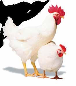 MEAT TYPE BREEDS Available Weekly JAN Through DEC CORNISH ROCK BROILERS Our customers continue to be amazed at the outstanding performance they get from our Cornish-Rock broilers.