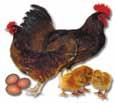 And if you wish to take some birds to ROASTER weights (8-10 pounds dressed), we suggest you take some pullets to 12-15 weeks of age and dress them out.