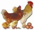 Eggs Best Brown Eggs Best Meat Type Best Colored Meat Freedom Ranger A great alternate choice for those who want a meat bird somewhere in between the fast growing commercial broilers and the slow
