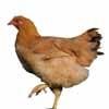 426 63 10.758 22.053 8.854 18.724 Source Aviagen Slow White Broiler Baby: Yellow. Mature: White. A Meat type bird that does well in higher elevations.