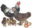 STANDARD BREEDS/ LAYERS (CONTINUED) ICON KEY Broody Best White Eggs Friendly Best Brown Eggs Cold Hardy Best Meat Type Heat Tolerant Best Colored Meat Self-Reliant (Foragers) California Gray Baby: