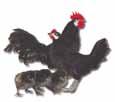 Lays a light tint, tiny egg. Weight: Female 20 oz. Male 21 oz. Black Dutch Bantam Developed in the Netherlands. Come in several colors. Protective mother. Slow to mature. Good forager.