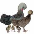 BANTAMS (CONTINUED) Buff Silkie Bantam Baby: Yellow tinted. Black feet. Mature: Come both bearded and non-bearded. Make good setters on all types of eggs. Lays a cream colored egg.