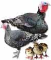 DUCKS Available Weekly JAN Through NOV Cayuga Ducks Baby: Black with an occasional trace of yellow on breast, also has black feet & bill. Mature: Quiet and very hardy.