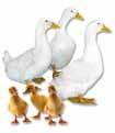 They are four feet in length, six feet from wing tip to wing tip. This breed will not reproduce naturally due to large size. Weight: Hens 14-20 lbs. at 14-20 weeks, Toms 30-40 lbs. at 20-24 weeks.