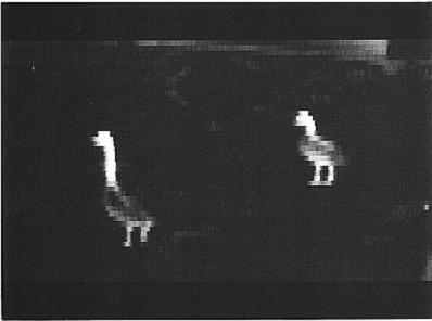 Vol. 66, No. 2 Thermal Imaging to Locate Birds [ 195 FIGURE 1. Thermal image of two foraging Canada Geese.
