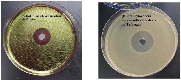 127 Mahmoud Faysal Mshref et al.: Determination of Beta-Lactamase Inactivation of Cephalexin by Validated RP-HPLC Method Figure 11. Antimicrobial activity of cephalexin by agar well diffusion method.